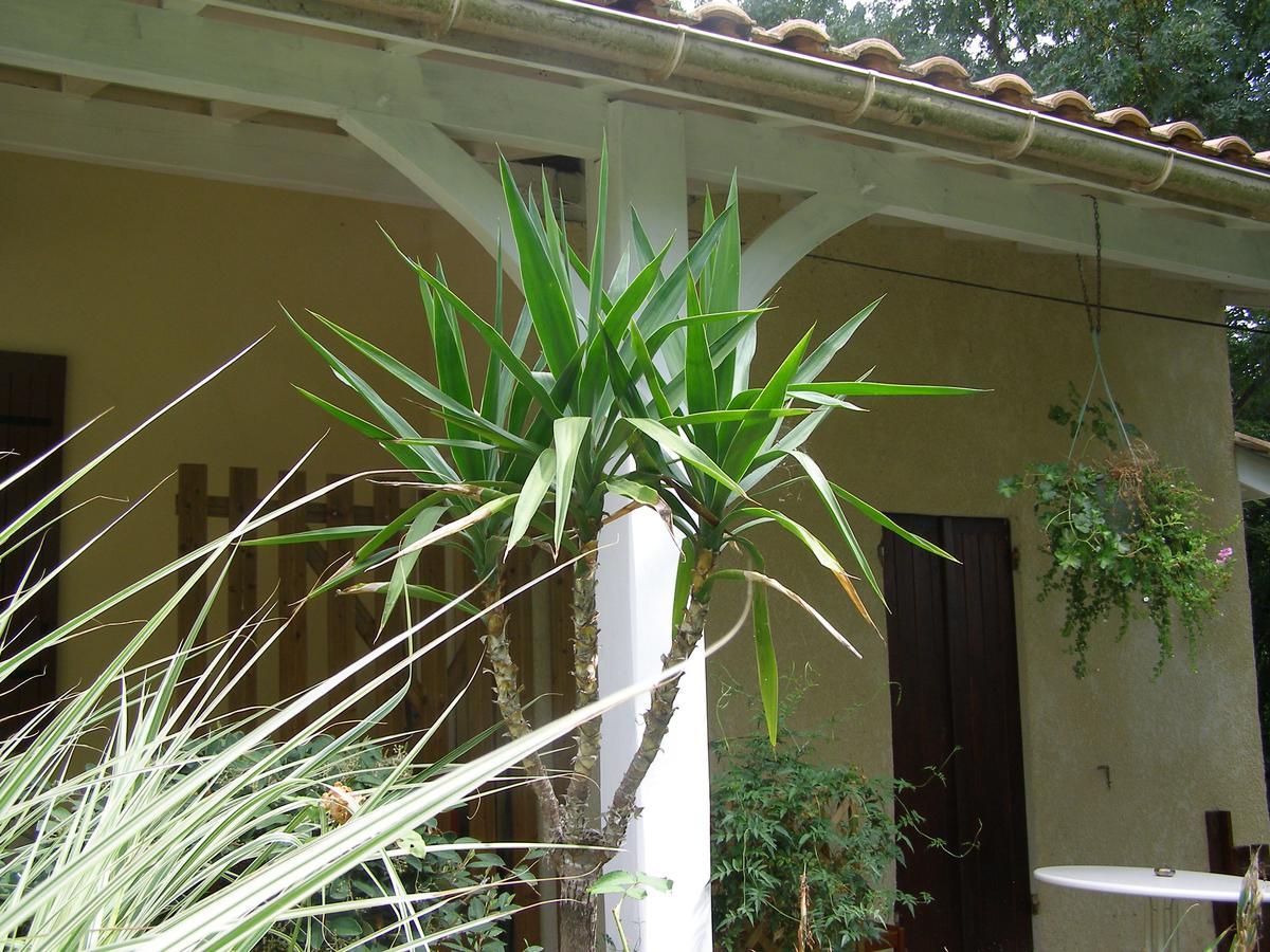 Le Bord De L'Eau Bed and Breakfast Sainte-Terre Buitenkant foto
